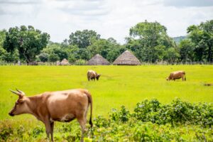 Article : Retour au village : quand les souvenirs s’éteignent à petit feu…